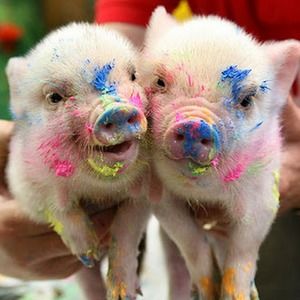 Meet your Posher, Leslie