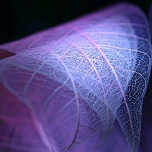 Meet your Posher, Lee