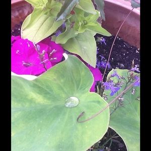 Meet your Posher, Doreen