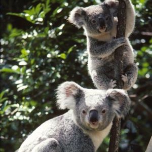 Meet your Posher, Zoe