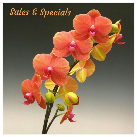 Sales ans Specials - Picture 1 of 1