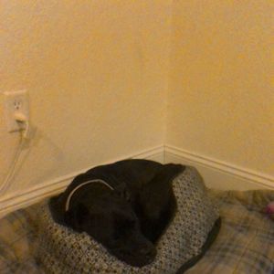 Meet your Posher, Liz