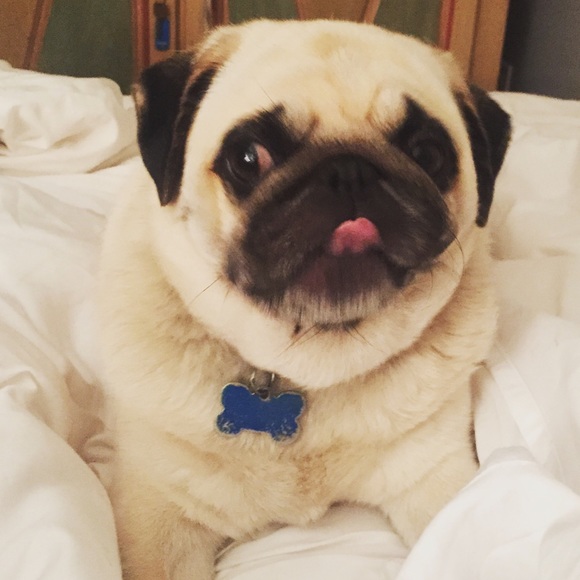 My assistant Beatrice is keen to help ๐ถ - Picture 2 of 3