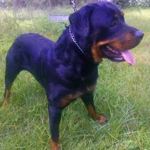 Meet your Posher, Valencia