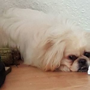 Meet your Posher, Terri