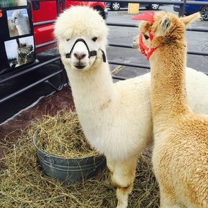 Meet your Posher, Laarni