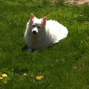 Meet your Posher, Charlet