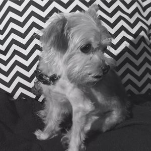 Meet your Posher, Nancy