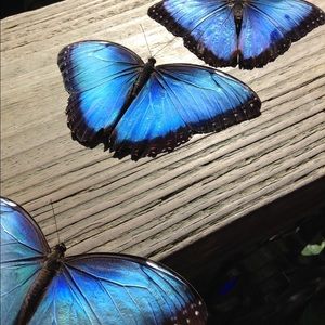 Meet your Posher, Penny