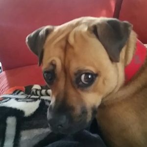 Meet your Posher, Harold