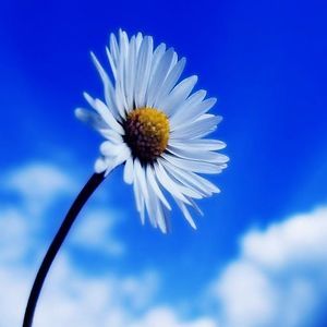 Meet your Posher, Daisy