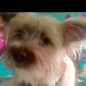 Meet your Posher, Kylie