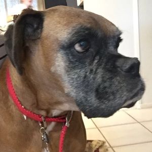 Meet your Posher, Bailey