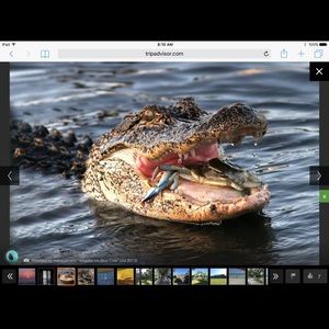 Meet your Posher, Harry