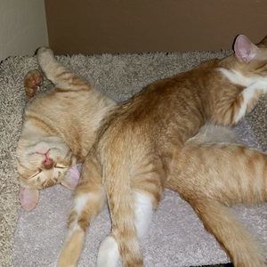 Meet your Posher, Linda