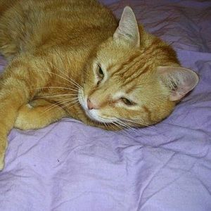 Meet your Posher, Ann