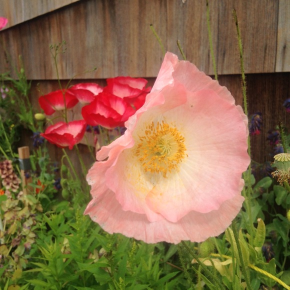 Meet your Posher, Abbey