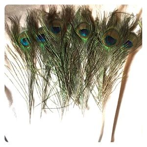10 peacock feathers