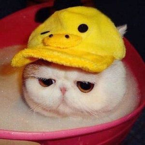 Meet your Posher, Carmen