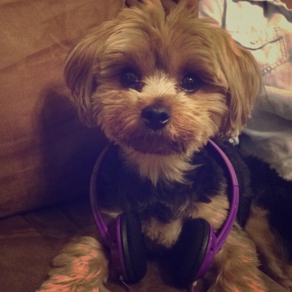 Meet your Posher, Asha