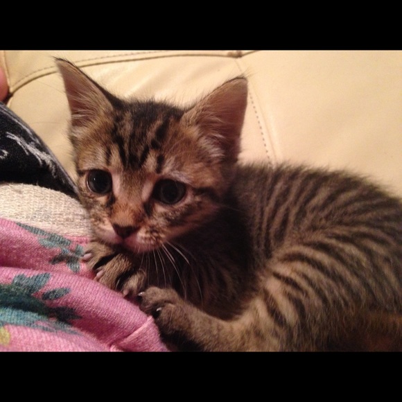 Meet your Posher, Katy - Picture 1 of 1