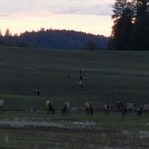 Meet your Posher, Rhonda