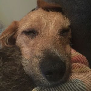 Meet your Posher, Molly