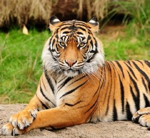 Meet your Posher, Tamika