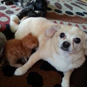 Meet your Posher, Natasha