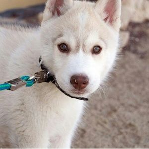 Meet your Posher, Rosalind