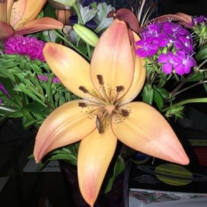 Meet your Posher, Daphne