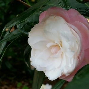 Meet your Posher, Donielle