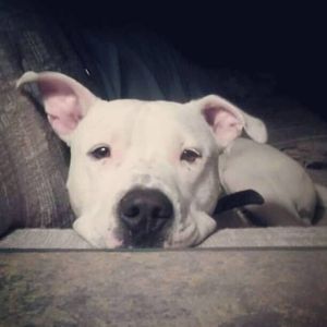 Meet your Posher, Bridgett