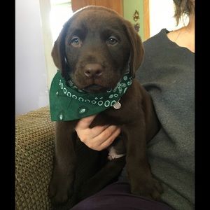 Meet your Posher, Rachel