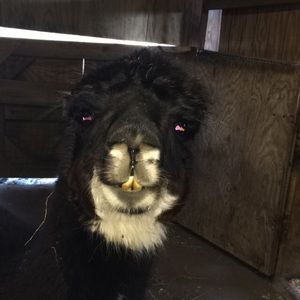 Meet your Posher, Mack