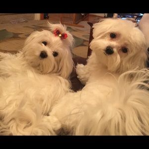 Meet your Posher, Melody