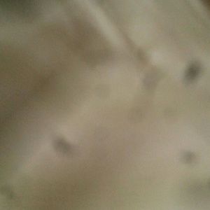 Meet your Posher, Dante