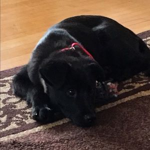 Meet your Posher, Carly