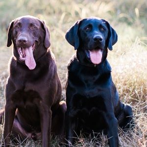 Meet your Posher, Meredith