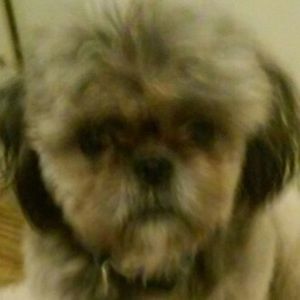 Meet your Posher, Annie