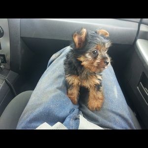 Meet your Posher, Debbie