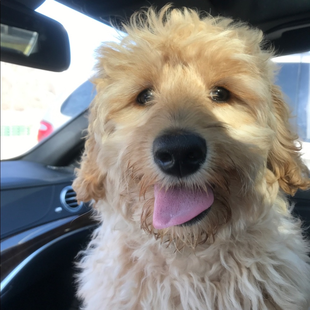 Meet your Posher, Amber