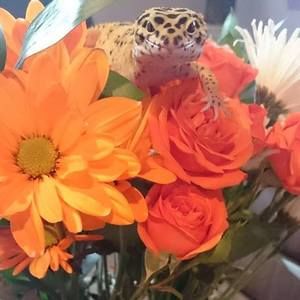 Meet your Posher, Korenne