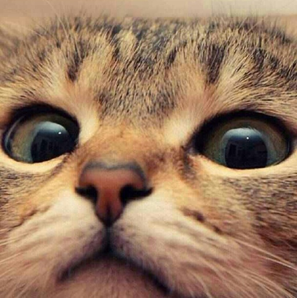 Meet your Posher, Sherri - Picture 1 of 1