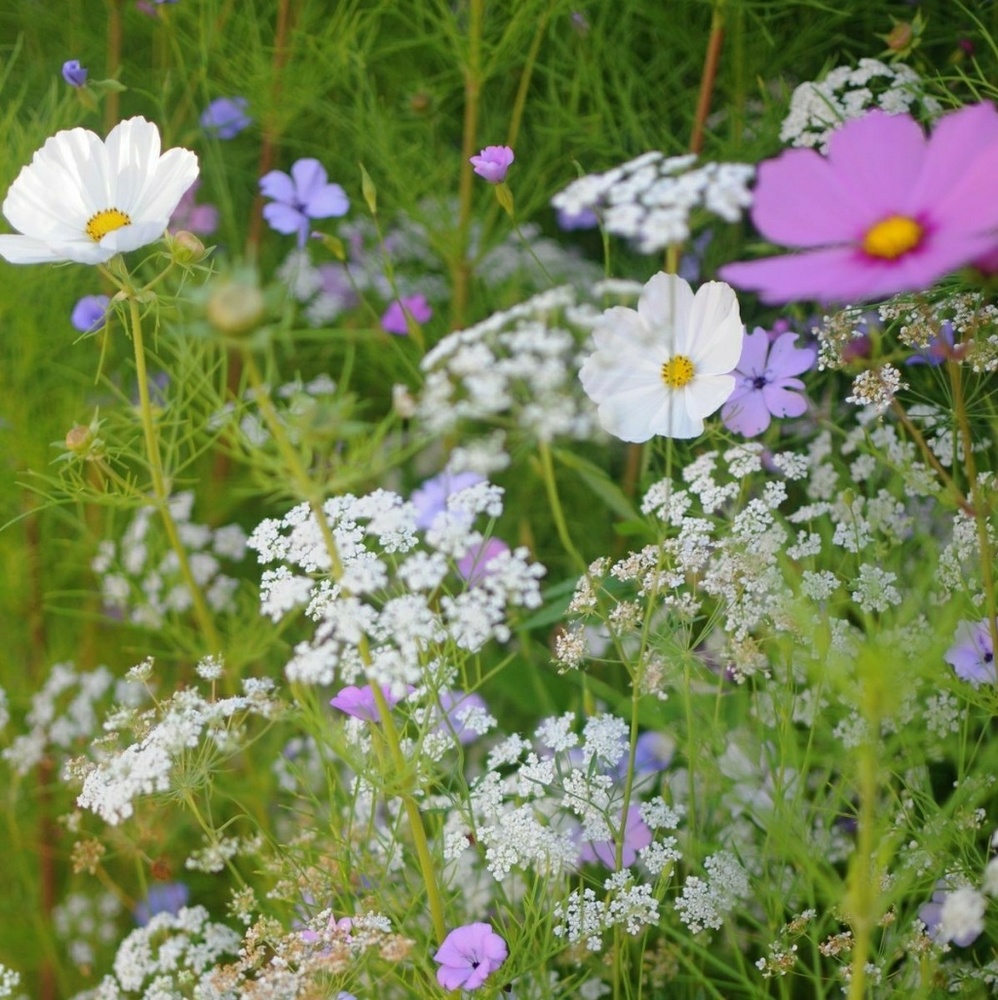 Meet your Posher, Jessie