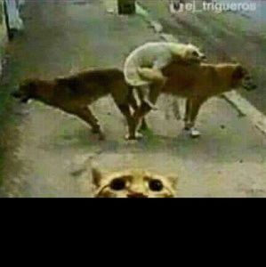 Meet your Posher, Antony