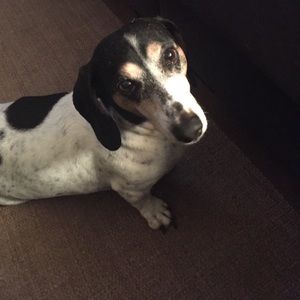 Meet your Posher, Barbara