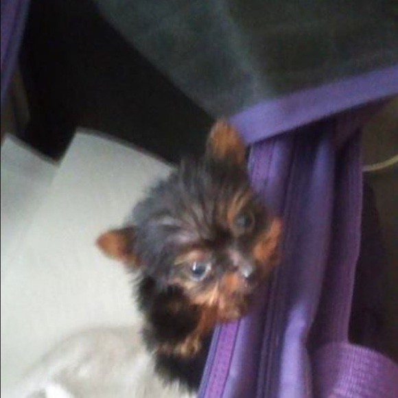 Meet your Posher, Metidith - Picture 1 of 1