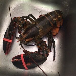 Meet your Posher, Trang