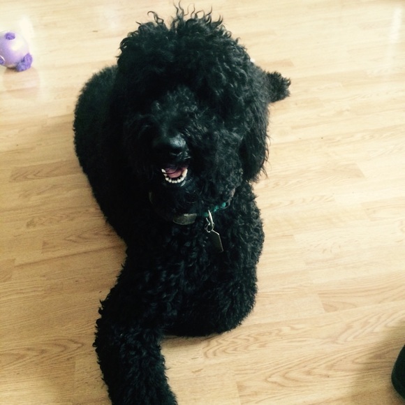 Meet your Posher, Debbi - Picture 4 of 4